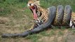 Giant Anaconda vs Jaguar - Python vs Tiger - Python vs Leopard