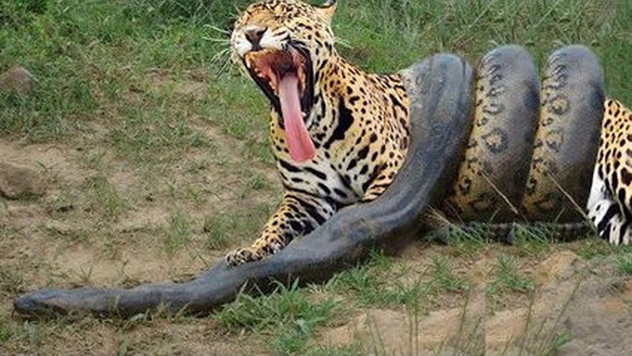Giant Anaconda vs Jaguar - Python vs Tiger - Python vs Leopard
