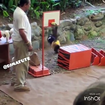 El monito dando clases de jugar Basketball y como hacer estos tipos de clavadas