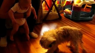 Baby hysterically laughing at dog and cat