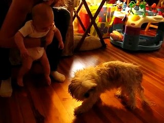 Baby hysterically laughing at dog and cat