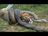 Giant Anaconda vs Felidae - Python vs Lion - Anaconda vs Cat - Anaconda vs Jaguar - Python vs Tiger