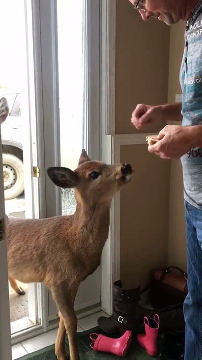 Une famille a reçu de la belle visite...Des chevreuils cognent à leur porte!