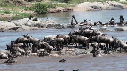 Traversée d'une rivière par 2000 Animaux !