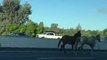 Des chevaux sur l'autoroute au milieu des voitures !