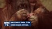 Naissance rare d'un bébé orang-outan au zoo de Chester, en Angleterre