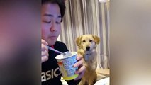 Ce pauvre chien n'ose pas demande de la glace... Trop timide