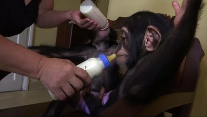 Zoologist cares for baby chimps in her Cuban flat
