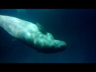 There Is Chilled Out and There Is This Beluga Whale
