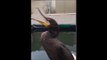 Man Befriends Utterly Charming Cormorant