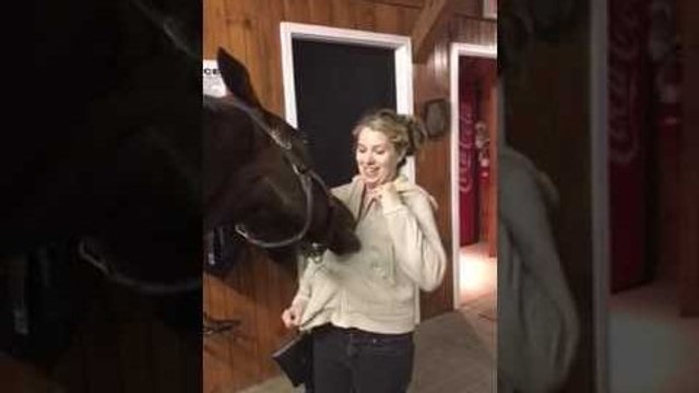 Un cheval s'amuse avec un fermeture éclair