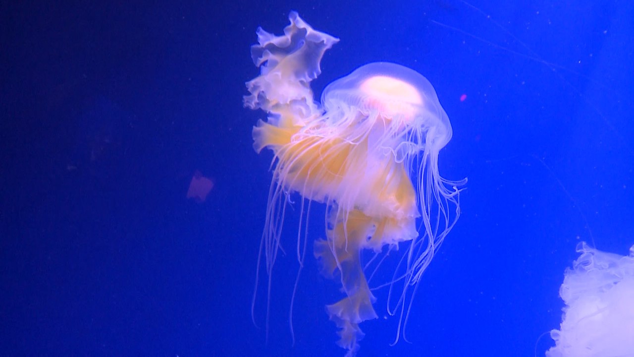 Valencia presenta la mayor exposición de medusas