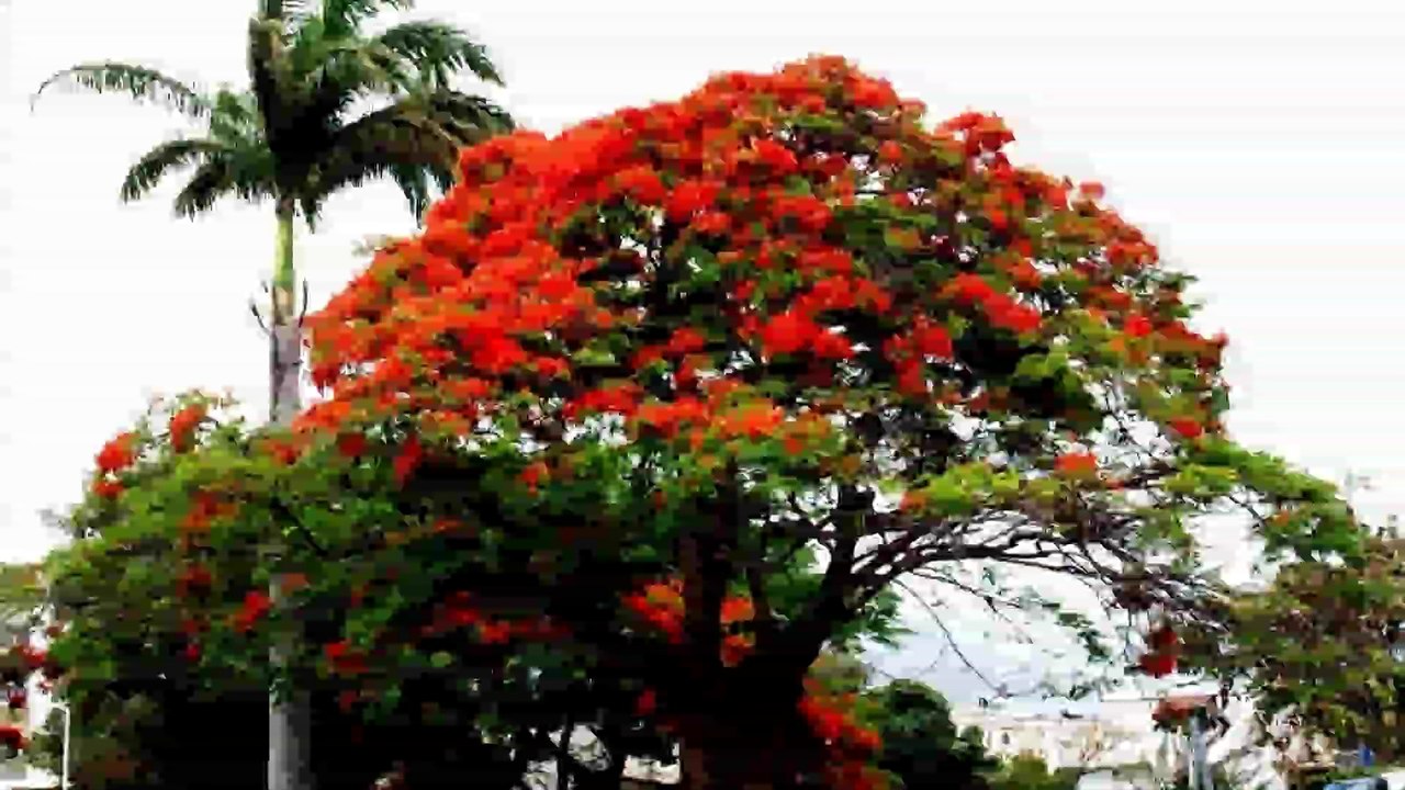 LA REUNION