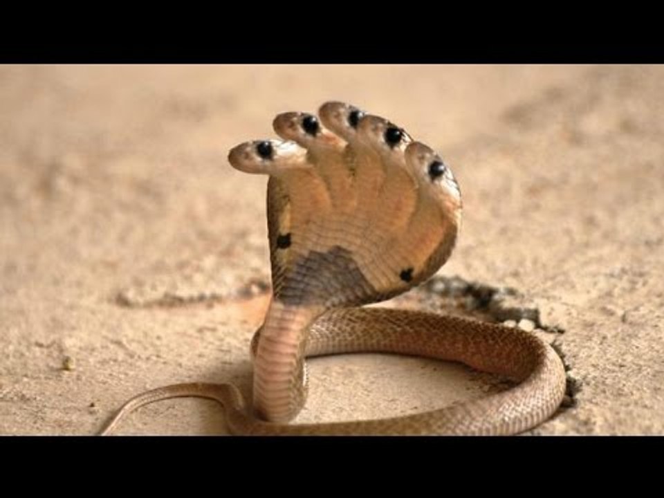 Mutant Snakes - Snake Two Heads