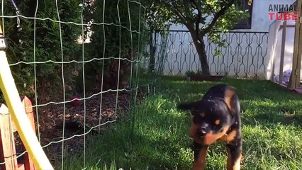ROTTWEILERS ARE AWESOME ★ GREAT ROTTIES COMPILATION