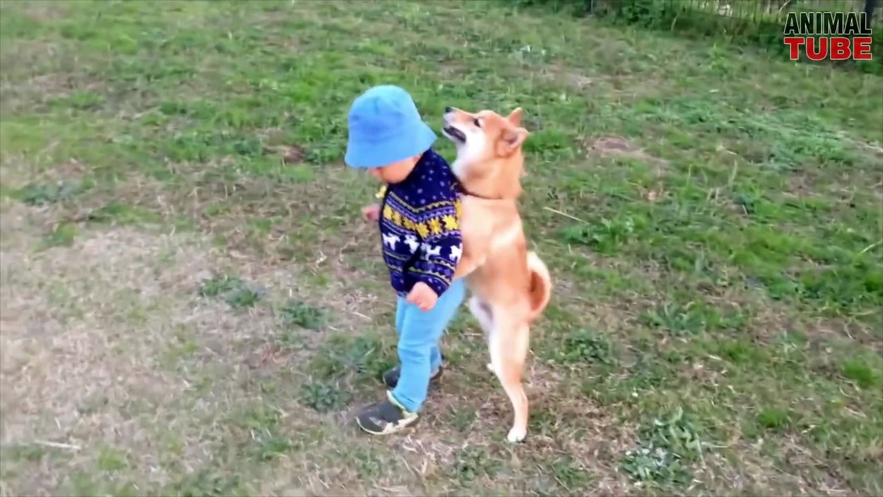 SHIBA INUS ARE AWESOME ★ CUTE SHIBA INU COMPILATION