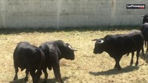 Arles : les toros sont arrivés aux corrales de Gimeaux pour la Feria de Pâques