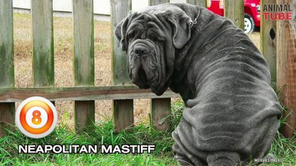 TOP 10 BANNED DOG BREEDS