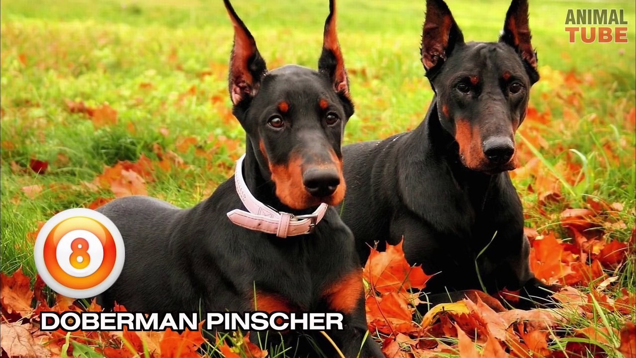 TOP 10 BEAUTIFUL DOGS