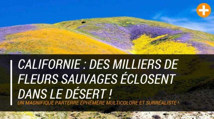 Californie : Des milliers de fleurs sauvages éclosent dans le désert !