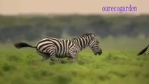 Animals Attacks On Lion Buffalo vs Lion vs zebra Animal attack. Nature & Wildlife compilation