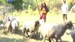 Shepherding 101 with Maey B. | AHA!