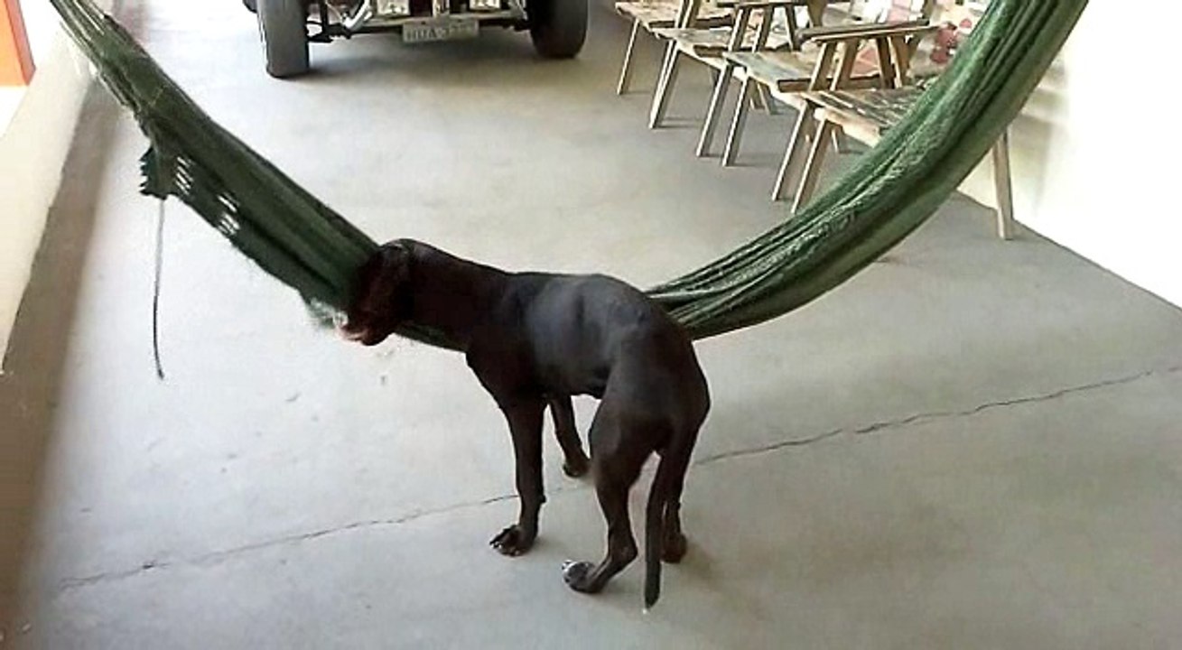 One Easy Going Pup