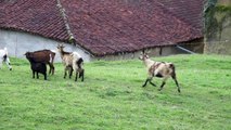 chevres naine et toy