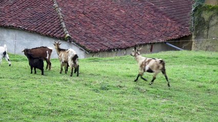 chevres naine et toy