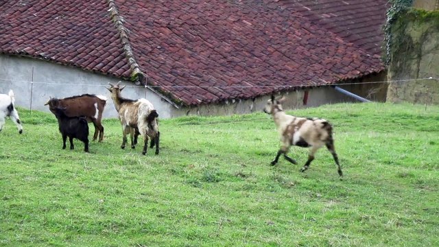 chevres naine et toy