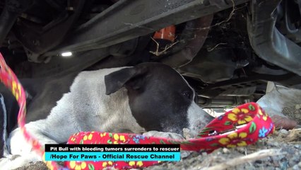 Stray Pitbull KISSES Rescuer