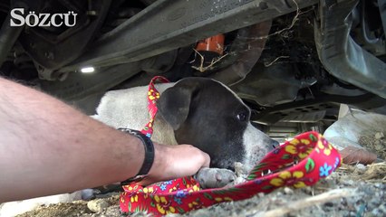 Kurtarılmayı bekleyen yaralı köpeğin mutlu sonu
