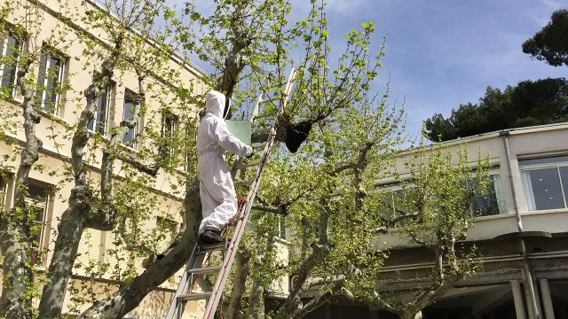 Récupération essaim abeilles