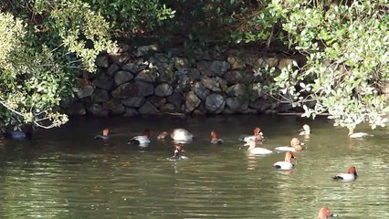 明石城のお堀のカモ食事中