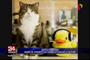 Gato llamado “Maru”, es el animal más visto de la historia de YouTube