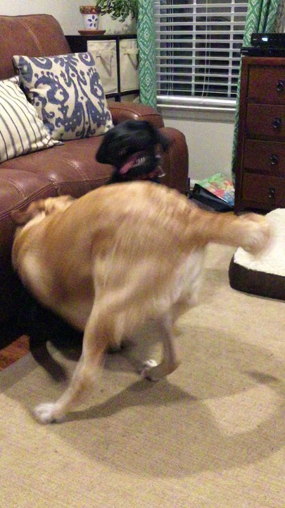 maverick vs Maggie