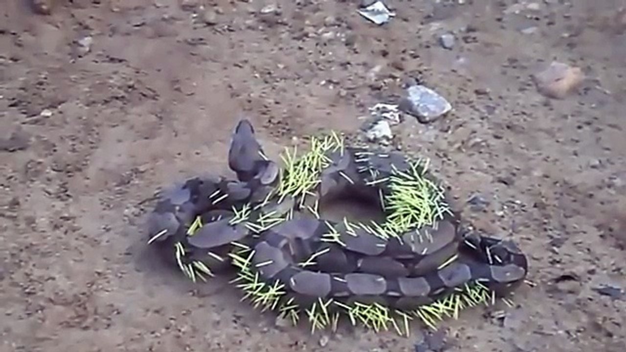 Brazil snake eats a porcupine and gets pierced by spikes