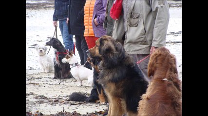Sortie éducation canine Pors Mabo mars 2017