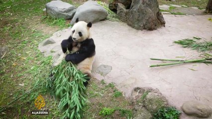 Saving China's Pandas - 101 East