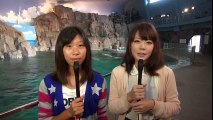 名古屋港水族館シリーズ「オーロラの海・ベル―ガ」