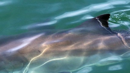 Great White Shark encounter off the coast of Amelia Island Florida 4-2-17