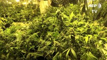 Uruguay comenzará a vender marihuana en farmacias en julio