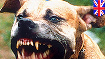 Pit bulls: Toddler in critical condition after encounter with out-of-control dog