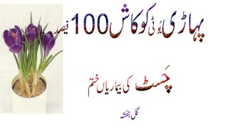 Pahari Booti Kokash 100 Fesad Resalt Seena (Cheast) Ki Bemaryan Khtam(Viola Odorata) Urdu Hindi Punjabi