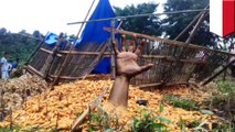 Four farmers in Indonesia buried alive under 3 tonnes of corn cobs