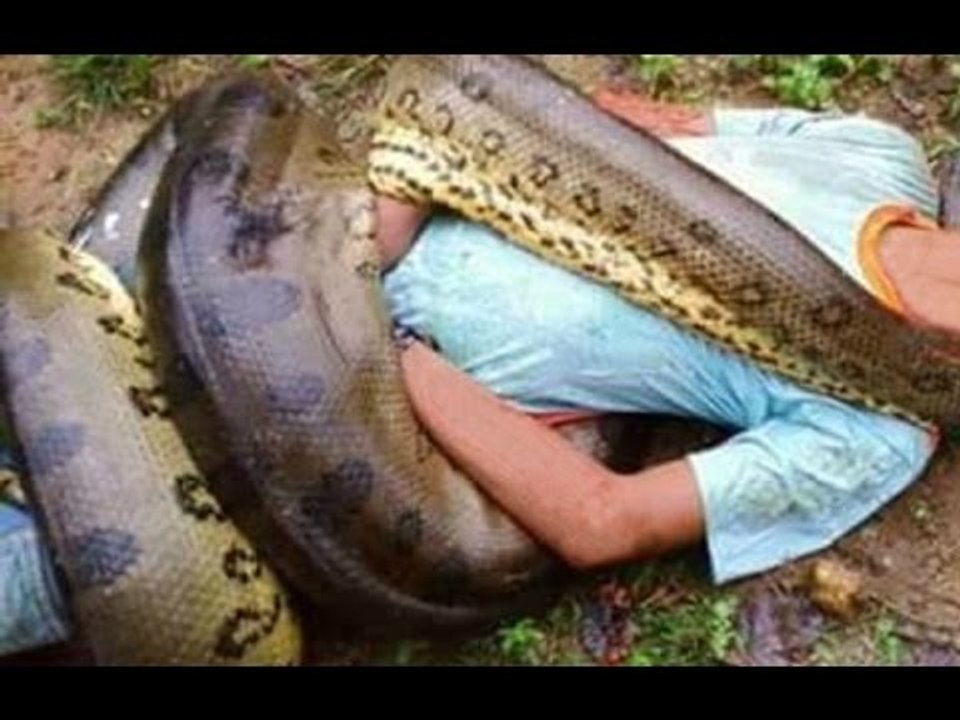 Giant Snake Anaconda around the World