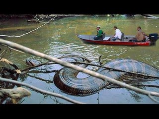 Man grabs Giant Anaconda in river
