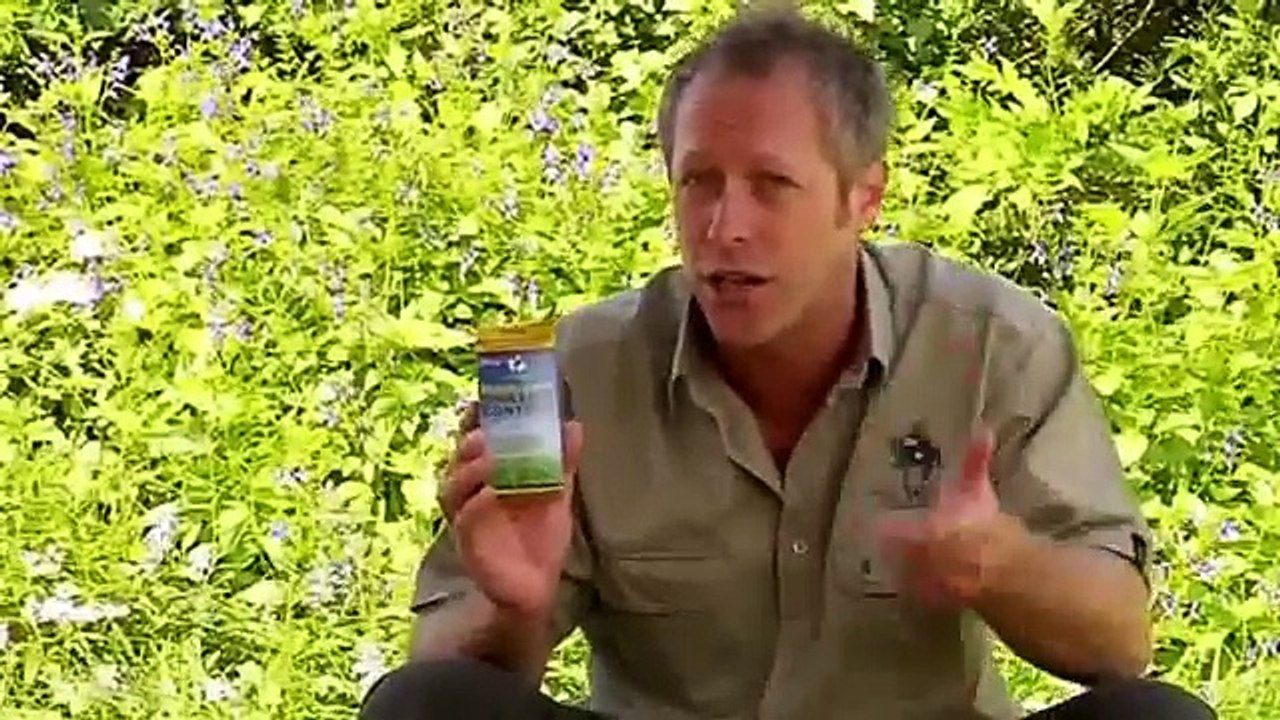 Controlling Lawn Weeds Sunshine Coast by Daleysturf.com.au