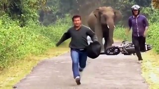 Animales salvajes - Estos animales gigantes atacan a los humanos