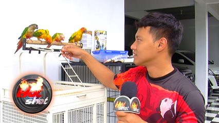 Hardi Fadhillah Dicakar Burung Peliharaannya - Hot Shot 07 April 2017
